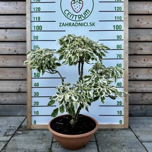 Drieň obyčajný (Cornus mas) ´VARIEGATA´ - výška 70-80 cm, kont. C10L, BONSAJ